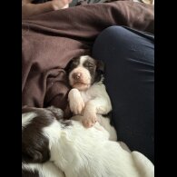 English Springer Spaniel