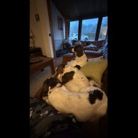 English Springer Spaniel