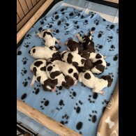 English Springer Spaniel