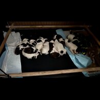 English Springer Spaniel