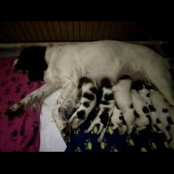 English Springer Spaniel