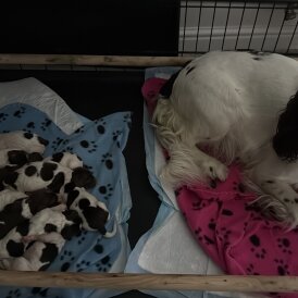 English Springer Spaniel