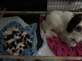 English Springer Spaniel