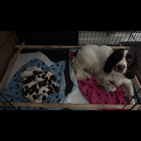 English Springer Spaniel