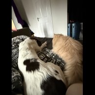 English Springer Spaniel