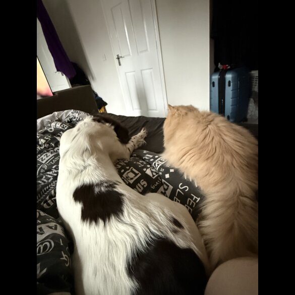 English Springer Spaniel