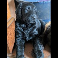 Flat Coated Retriever