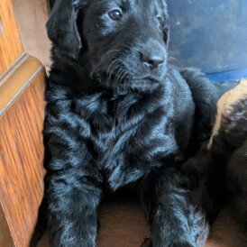 Flat Coated Retriever