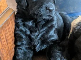 Flat Coated Retriever
