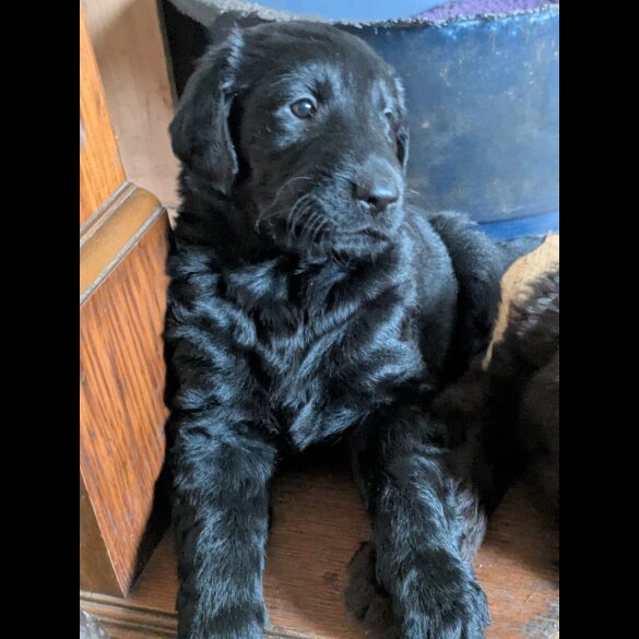 Flat Coated Retriever