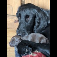 Flat Coated Retriever