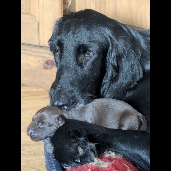 Flat Coated Retriever