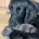 Flat Coated Retriever