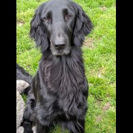 Flat Coated Retriever