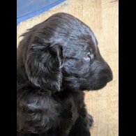 Flat Coated Retriever