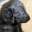 Flat Coated Retriever