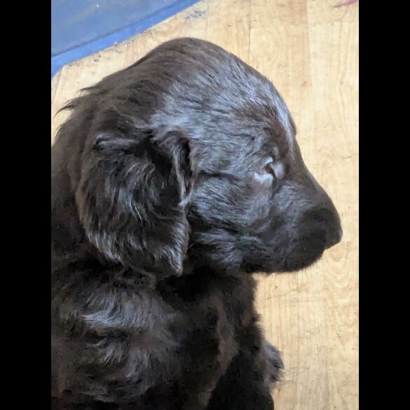 Flat Coated Retriever