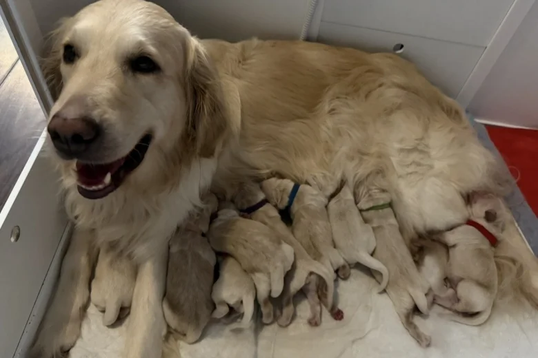 Golden Retriever