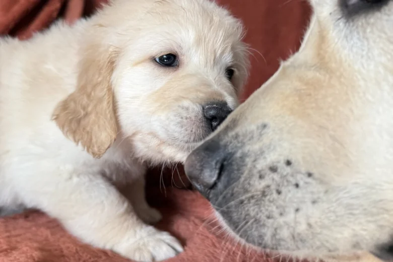 Golden Retriever