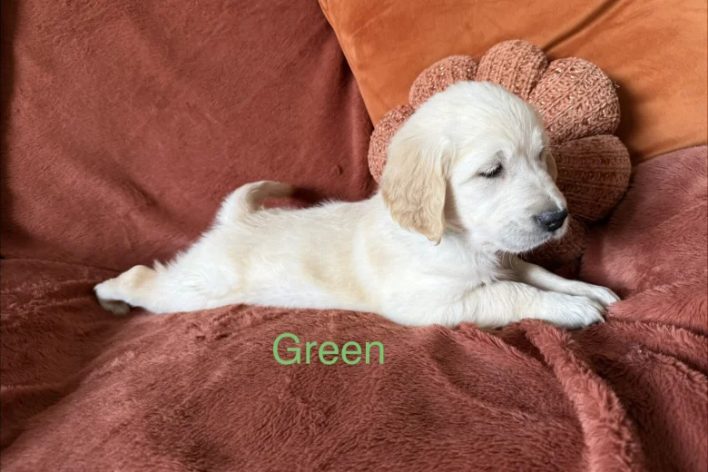 Golden Retriever