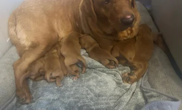 Labrador Retriever