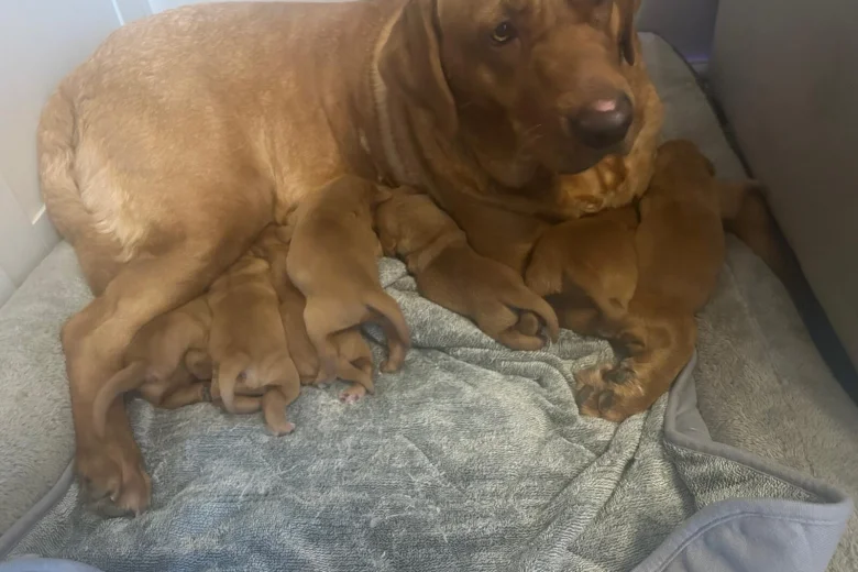 Labrador Retriever