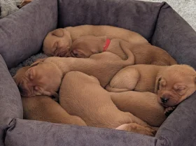 Labrador Retriever