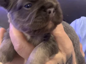 French Bulldog