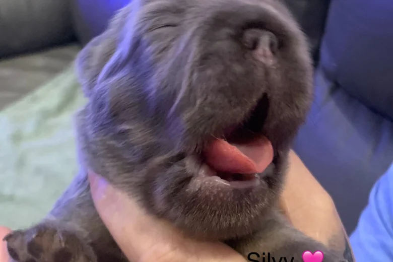 French Bulldog