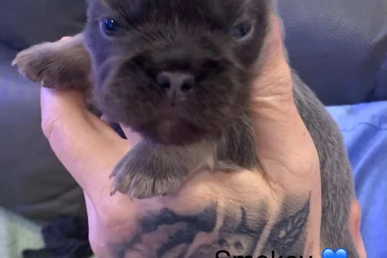 French Bulldog