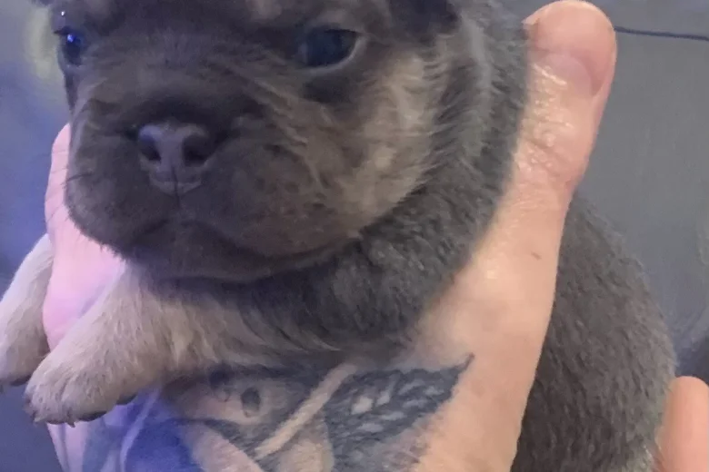French Bulldog
