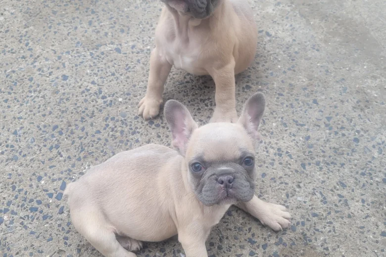 French Bulldog