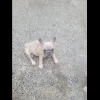 French Bulldog