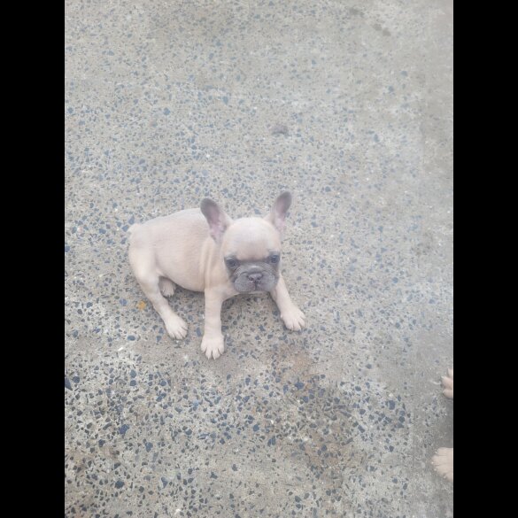 French Bulldog