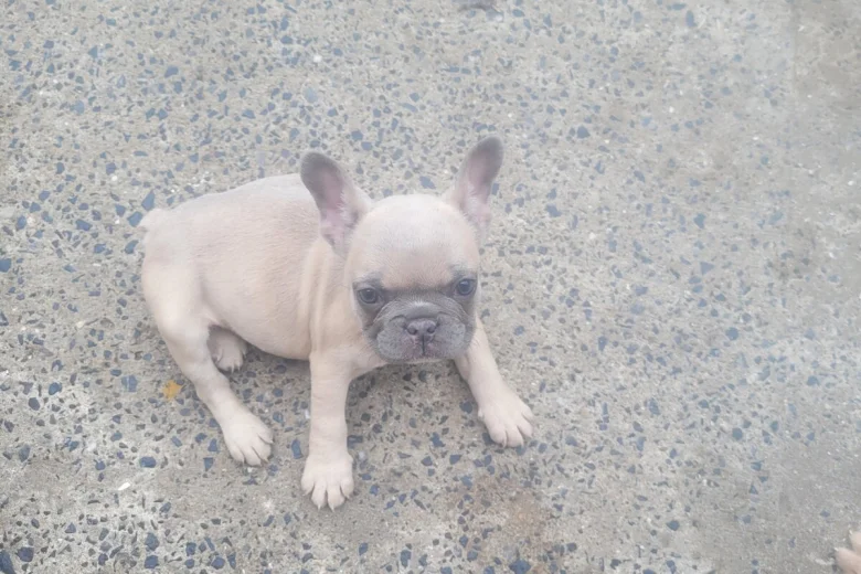 French Bulldog