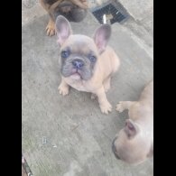 French Bulldog