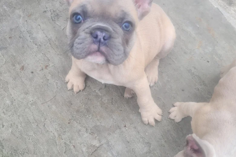 French Bulldog