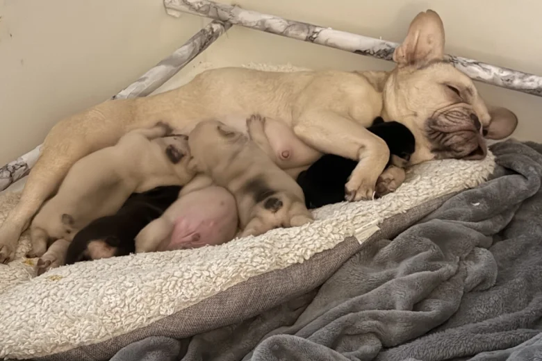 French Bulldog