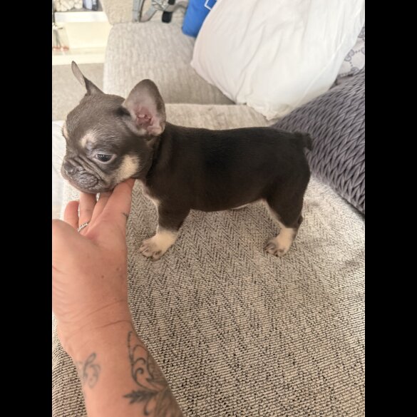 French Bulldog