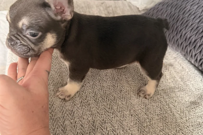 French Bulldog