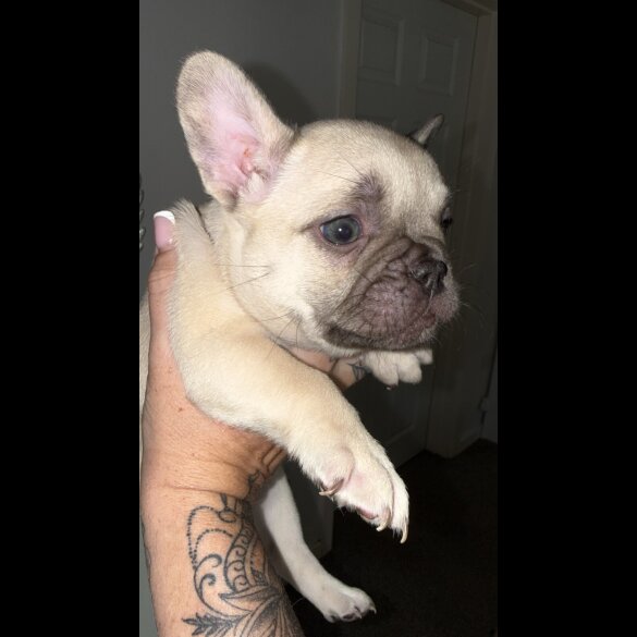 French Bulldog