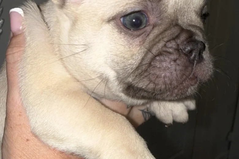 French Bulldog