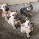 French Bulldog