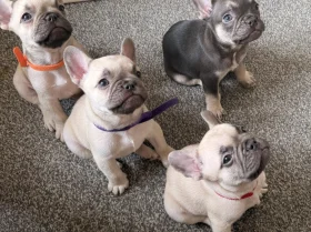 French Bulldog