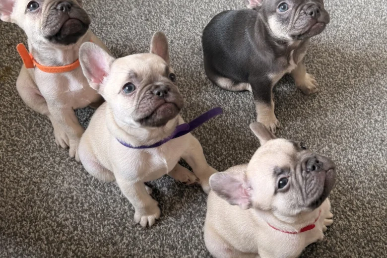 French Bulldog