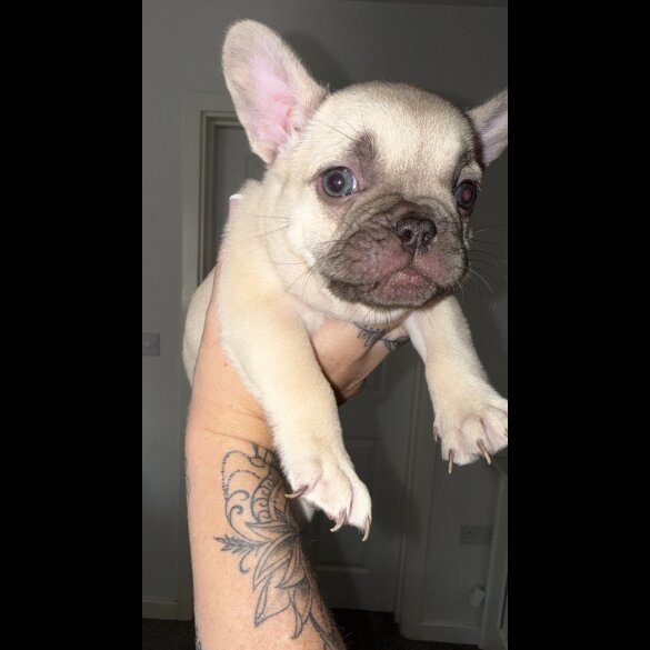French Bulldog