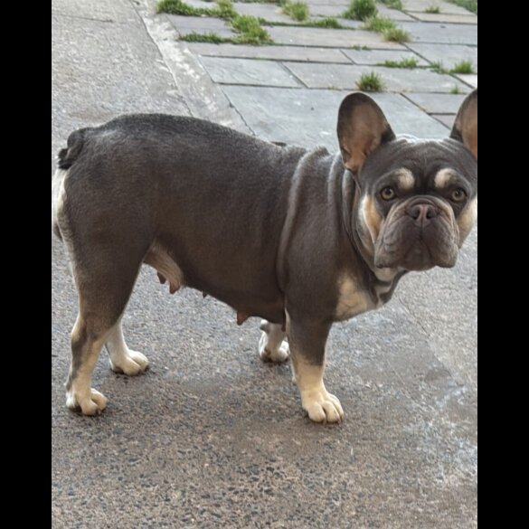 French Bulldog