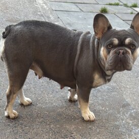 French Bulldog