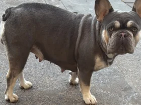 French Bulldog