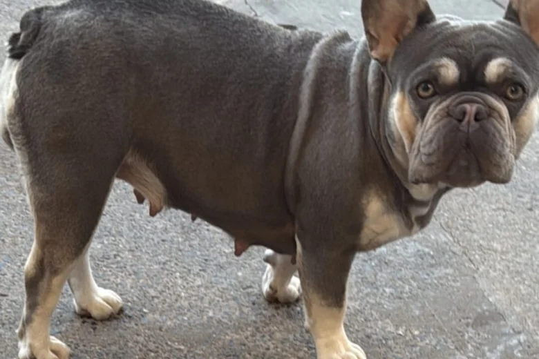 French Bulldog